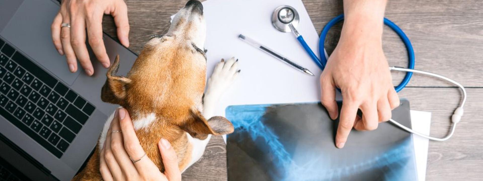 Veterinary examination consultation for dog with an X-ray